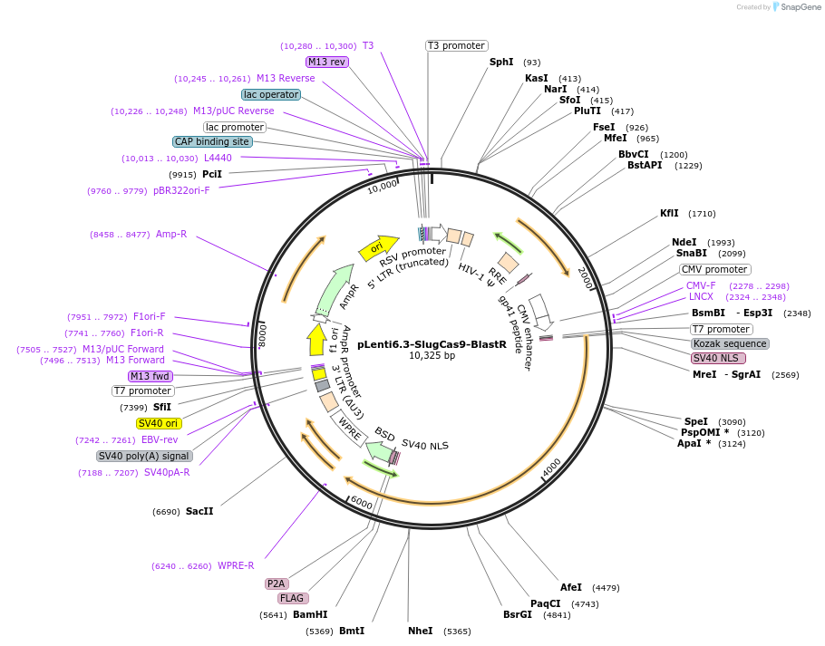 220965-plasmid-map-sequence-id-441015