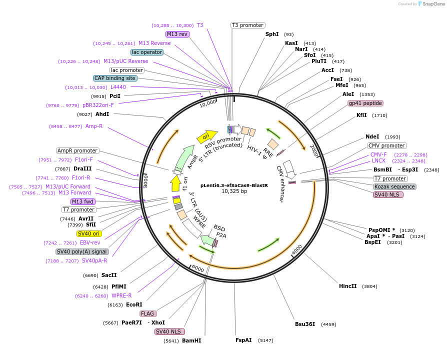 220971-plasmid-map-sequence-id-441023