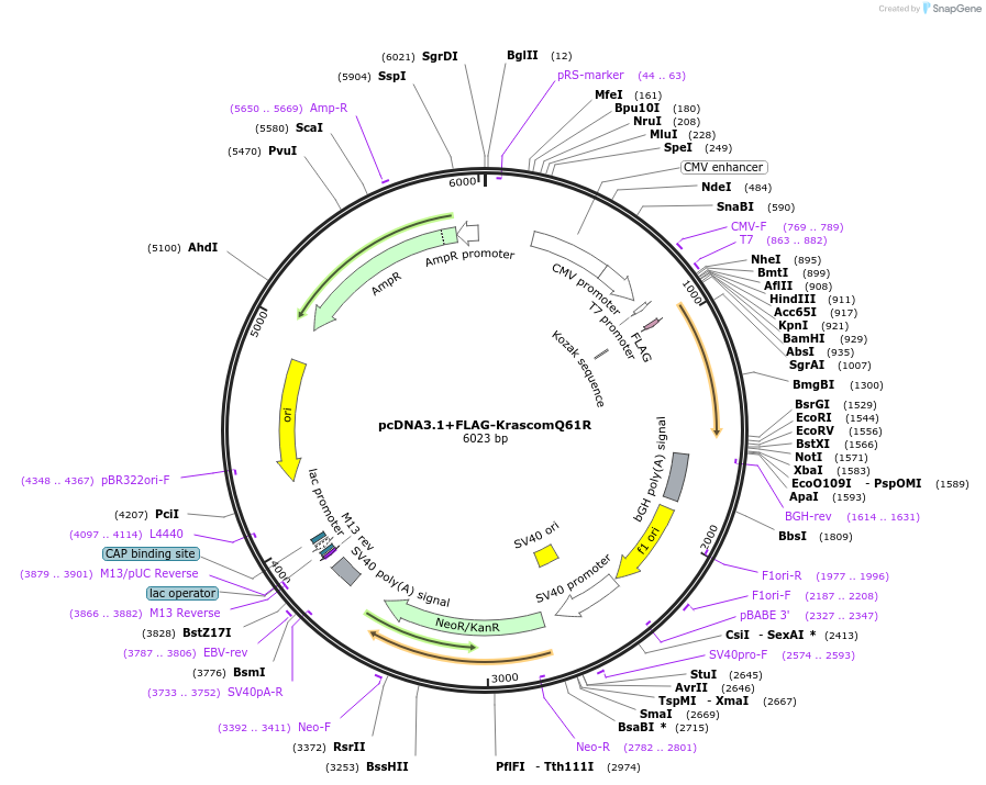206845-plasmid-map-sequence-id-441039