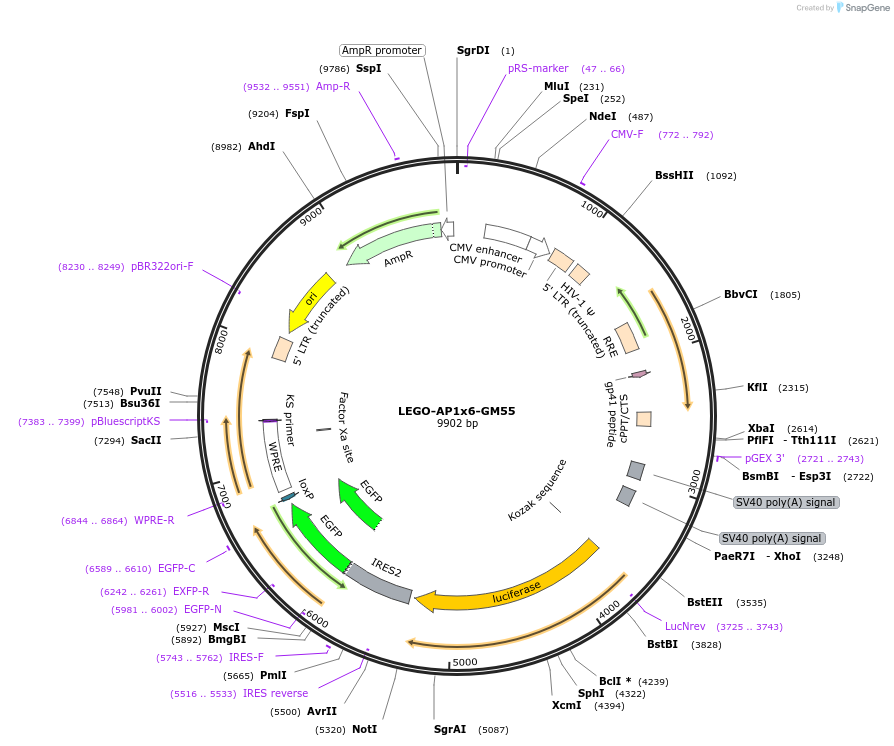 217415-plasmid-map-sequence-id-441062