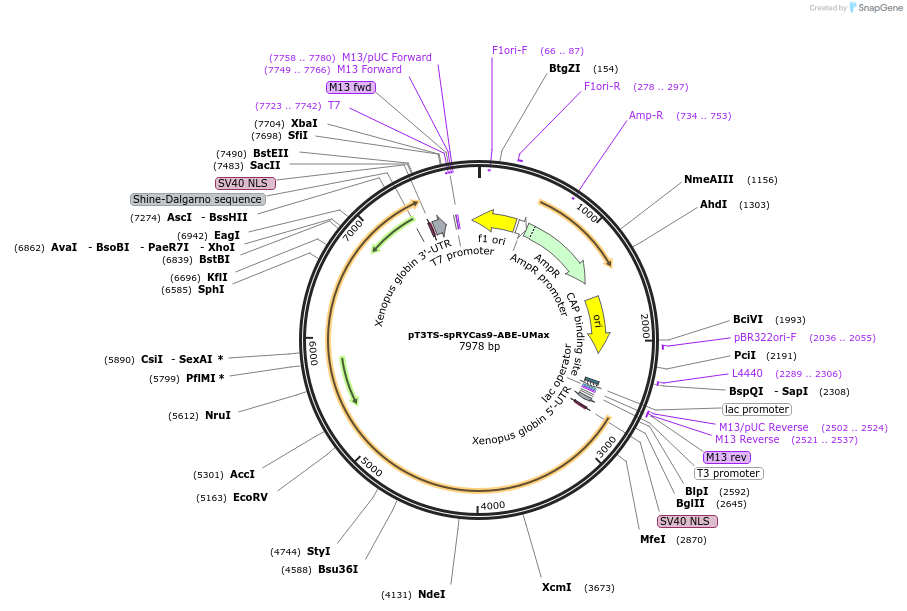 222139-plasmid-map-sequence-id-441072