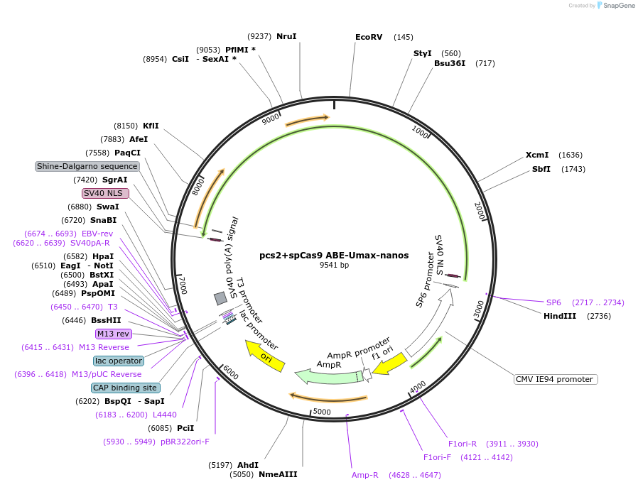 222142-plasmid-map-sequence-id-441073