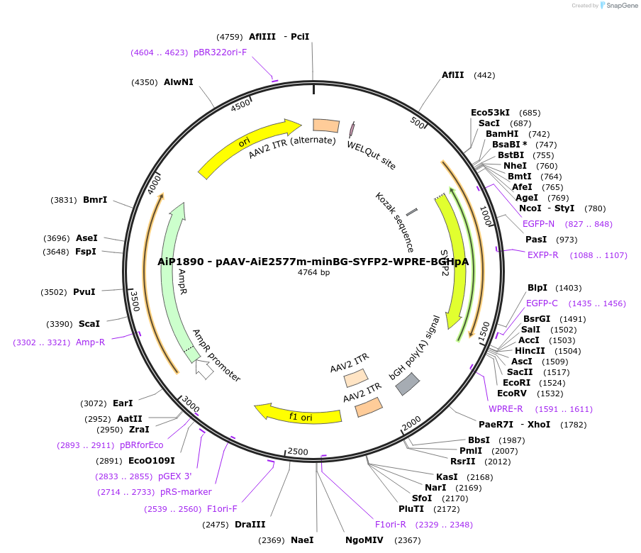 214571-plasmid-map-sequence-id-441079