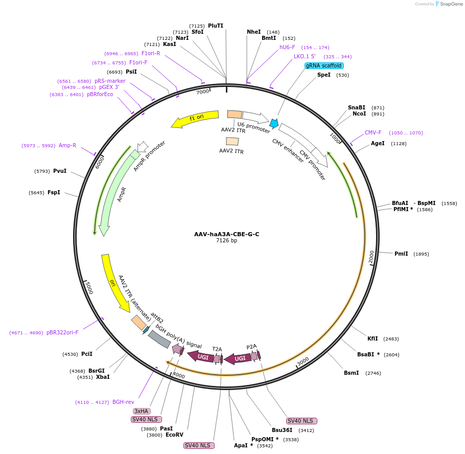 220899-plasmid-map-sequence-id-441098
