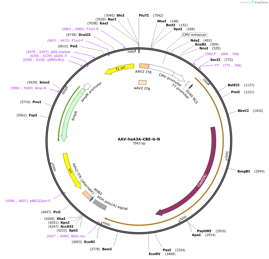 220898-plasmid-map-sequence-id-441100
