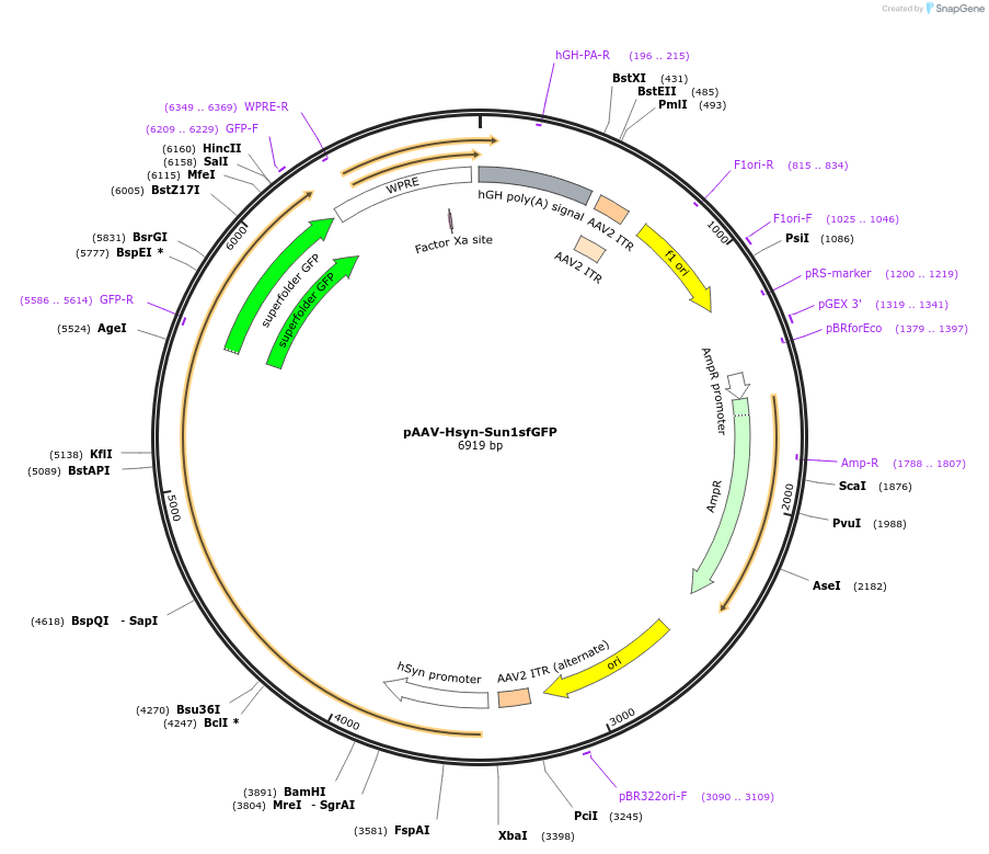 222510-plasmid-map-sequence-id-441103
