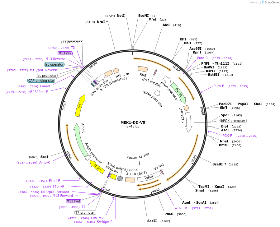 217298-plasmid-map-sequence-id-441105