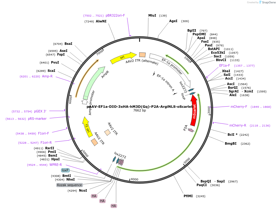 220614-plasmid-map-sequence-id-441114