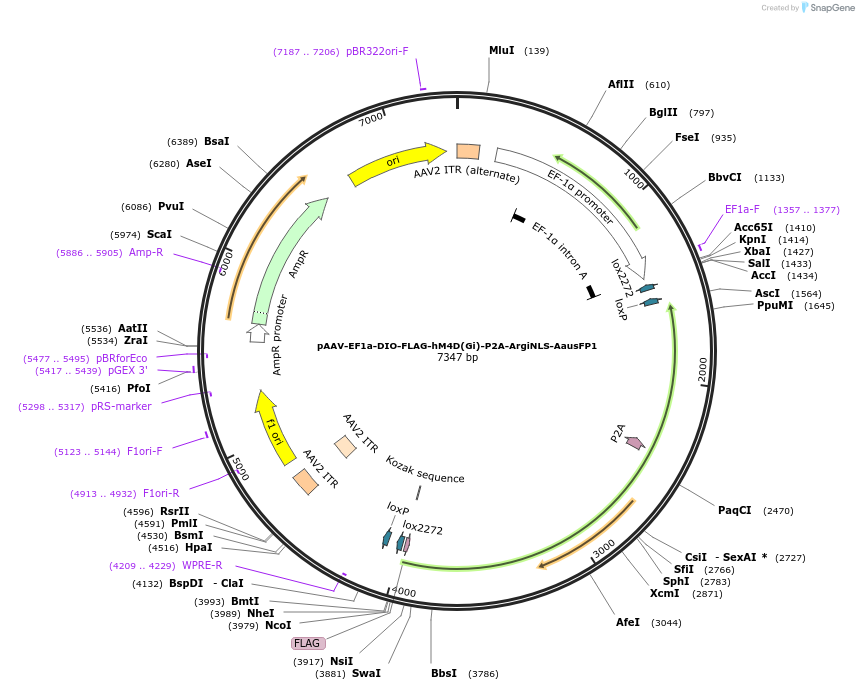 220613-plasmid-map-sequence-id-441115