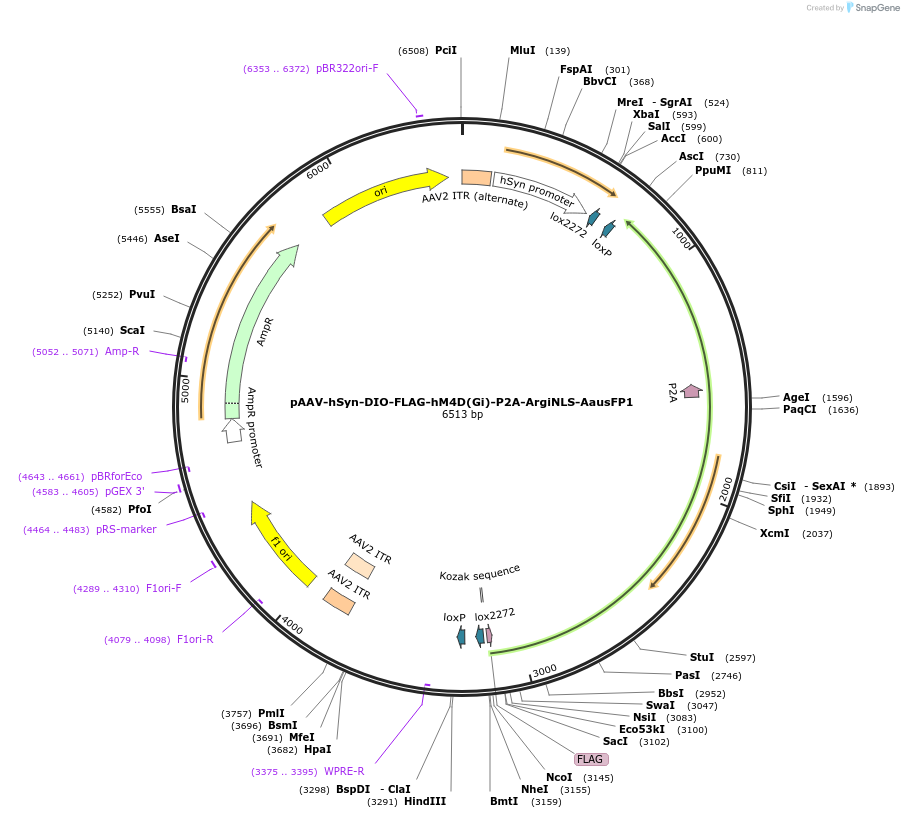 220609-plasmid-map-sequence-id-441116