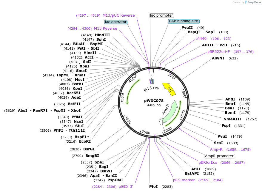 222961-plasmid-map-sequence-id-441118