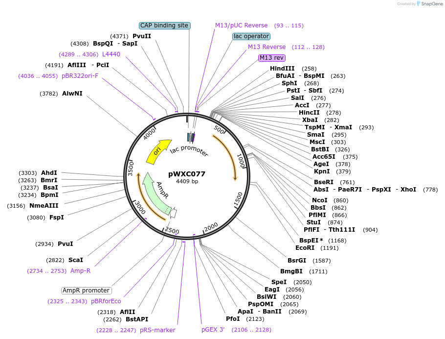 222960-plasmid-map-sequence-id-441119