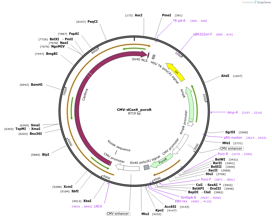 219825-plasmid-map-sequence-id-441124