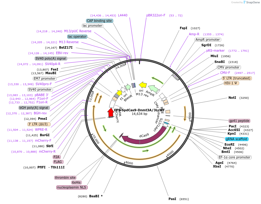 222497-plasmid-map-sequence-id-441134