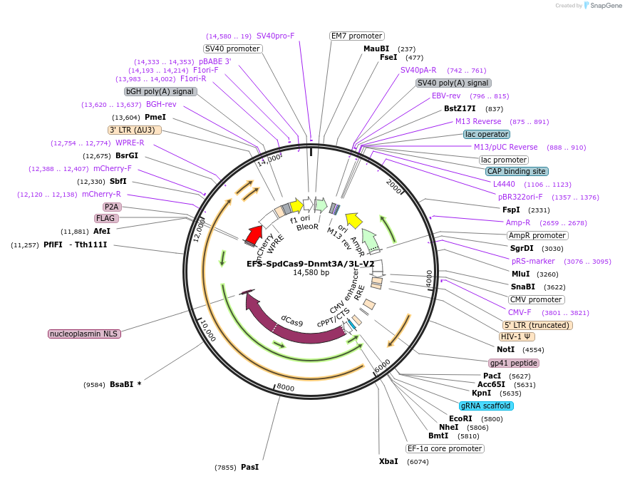 222499-plasmid-map-sequence-id-441136