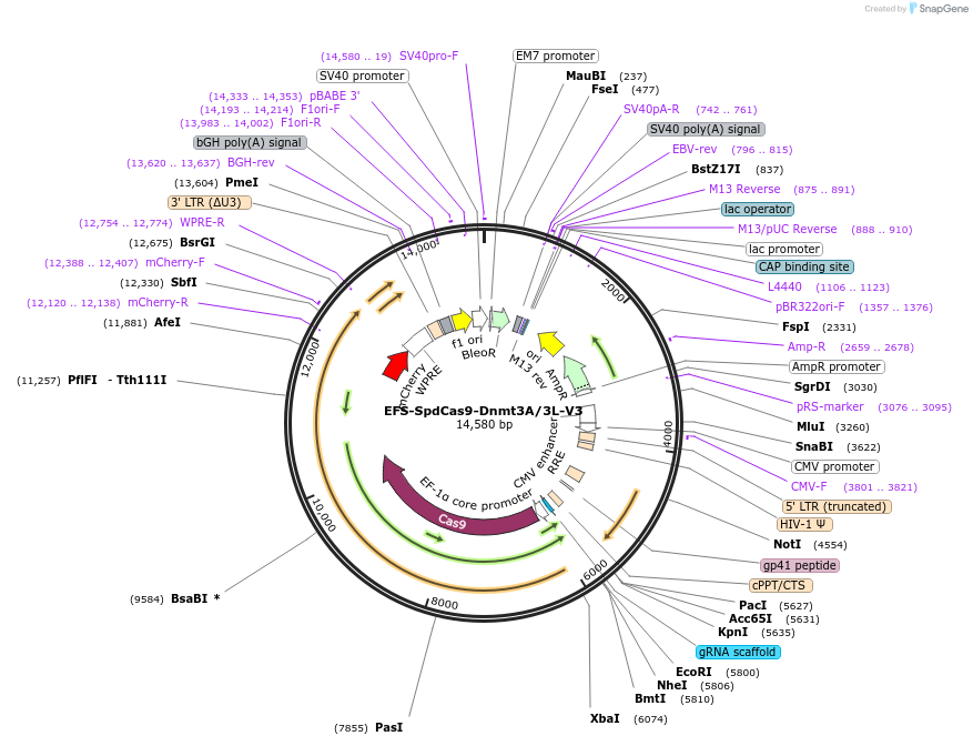 222500-plasmid-map-sequence-id-441137