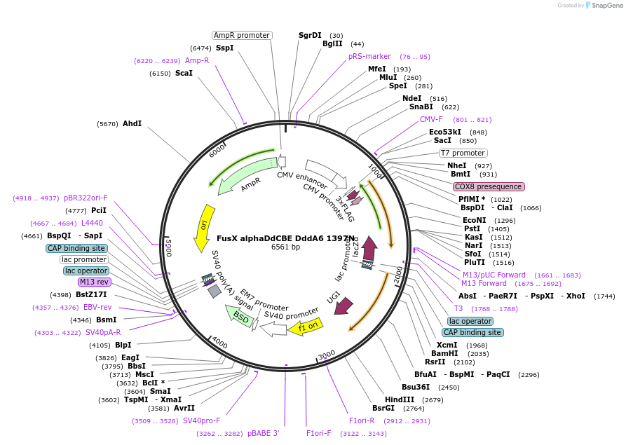 221939-plasmid-map-sequence-id-441201