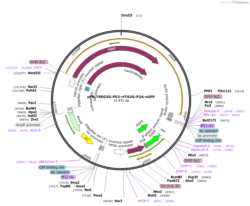 196971-plasmid-map-sequence-id-441213