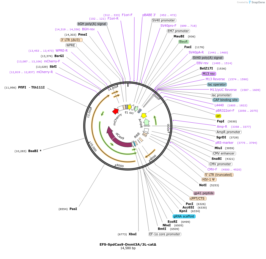 222501-plasmid-map-sequence-id-441220