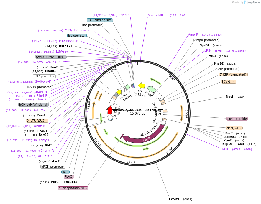 222502-plasmid-map-sequence-id-441221