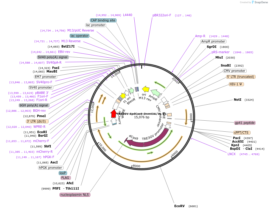 222503-plasmid-map-sequence-id-441222