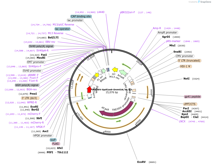 222506-plasmid-map-sequence-id-441224