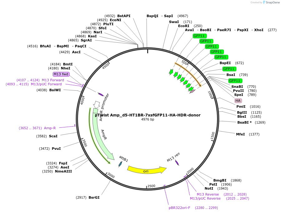 221837-plasmid-map-sequence-id-441228