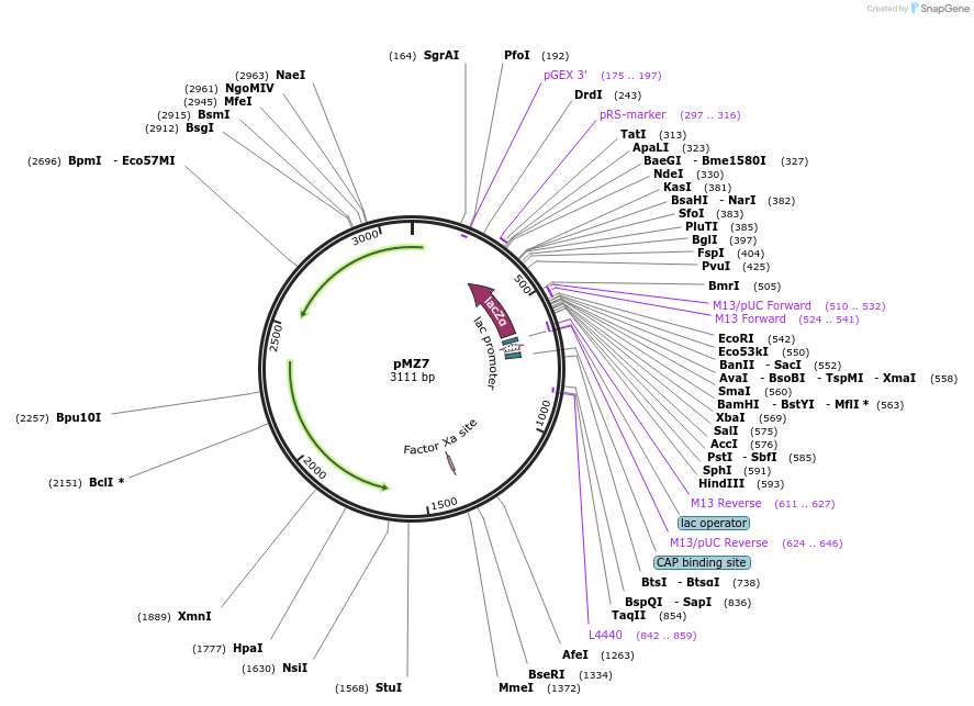 223180-plasmid-map-sequence-id-441239