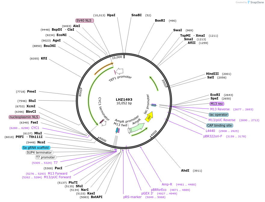 222102-plasmid-map-sequence-id-441240