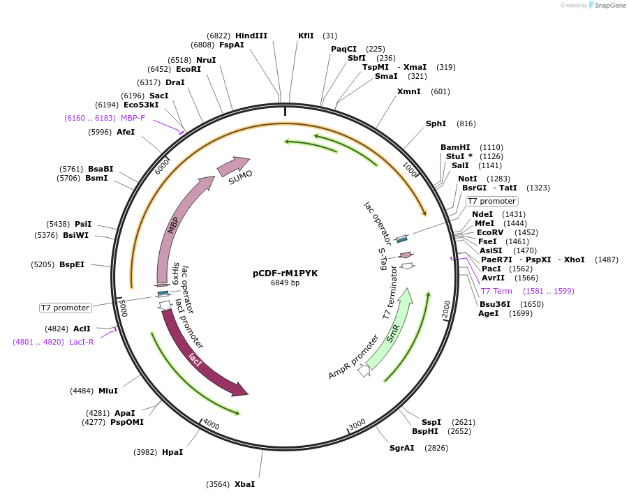 220232-plasmid-map-sequence-id-441246