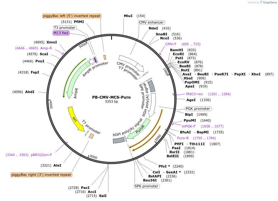 219794-plasmid-map-sequence-id-441249