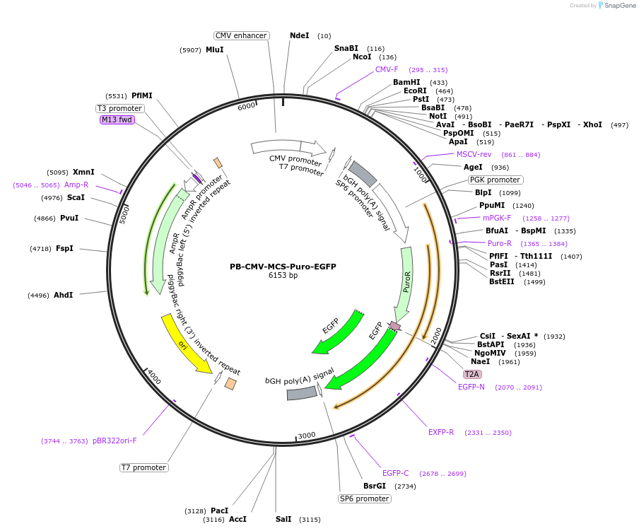 219795-plasmid-map-sequence-id-441250
