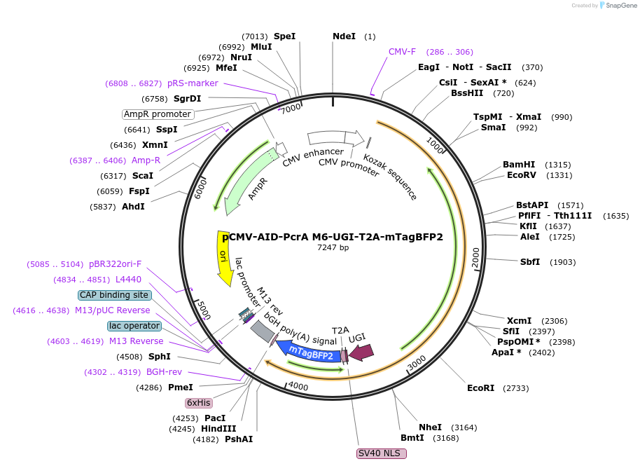 221225-plasmid-map-sequence-id-441252
