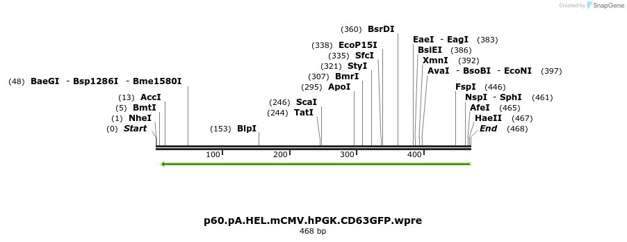441262_map