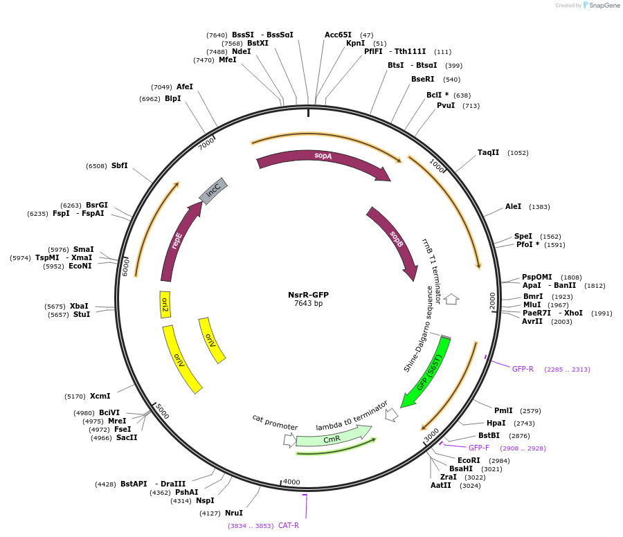 220162-plasmid-map-sequence-id-441277