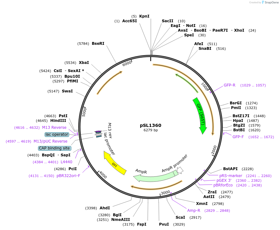 219777-plasmid-map-sequence-id-441283