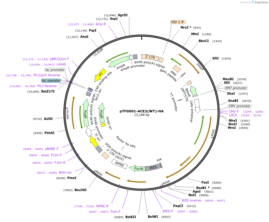 191569-plasmid-map-sequence-id-441362