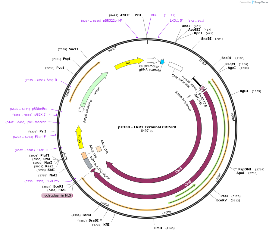 221705-plasmid-map-sequence-id-441363