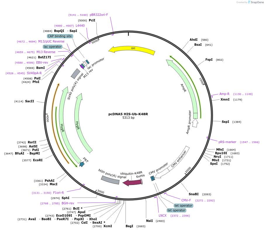 221368-plasmid-map-sequence-id-441365