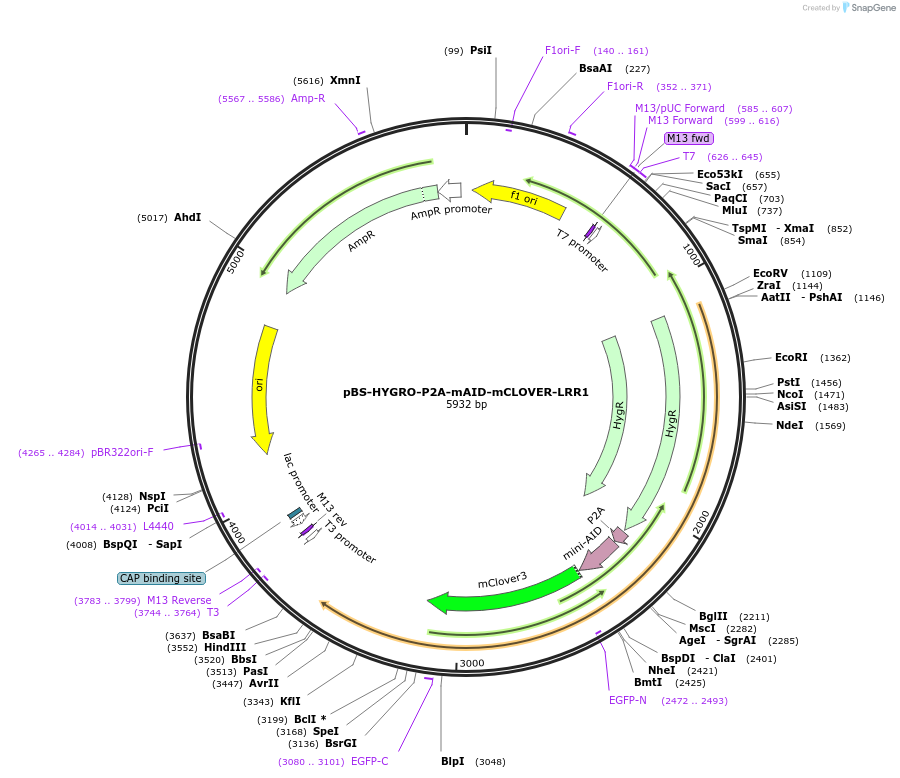 221546-plasmid-map-sequence-id-441366