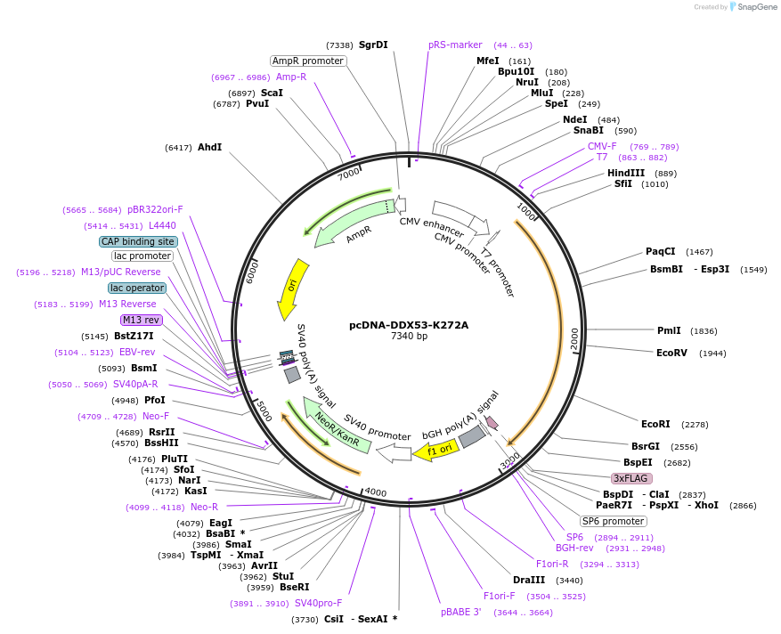 222242-plasmid-map-sequence-id-441373
