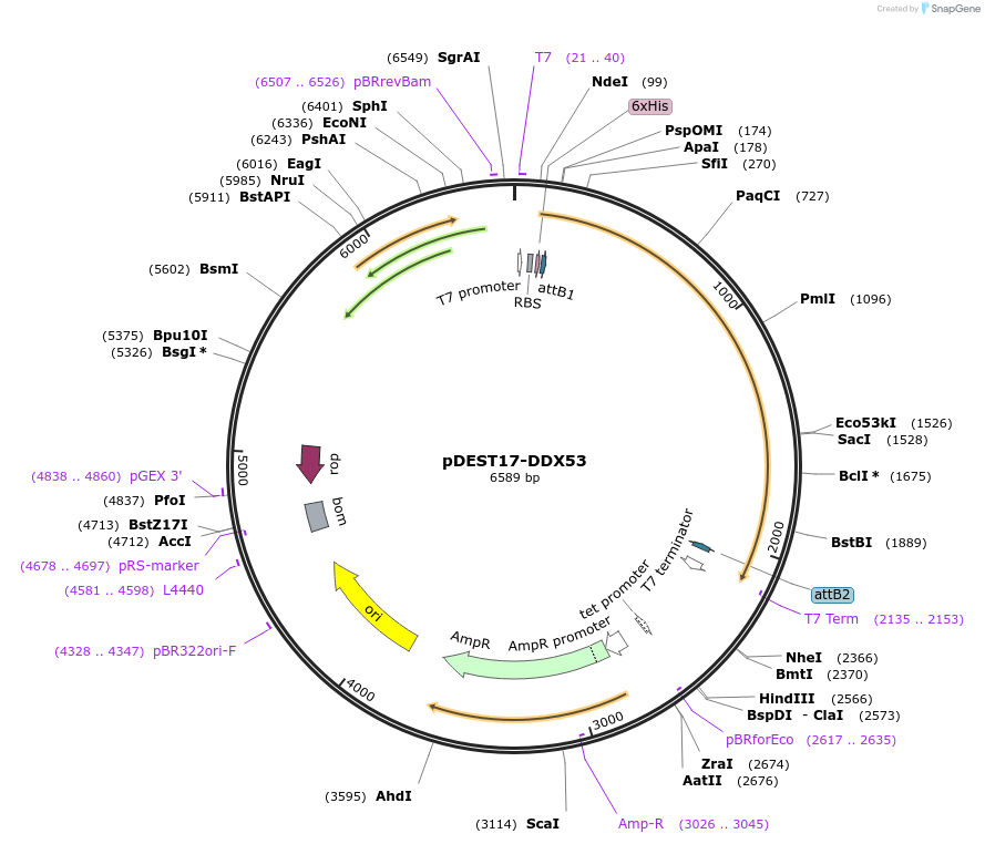 222240-plasmid-map-sequence-id-441381