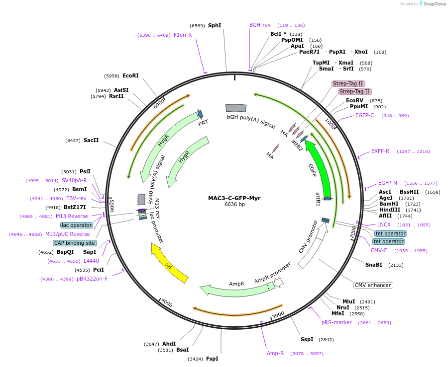 222605-plasmid-map-sequence-id-441386