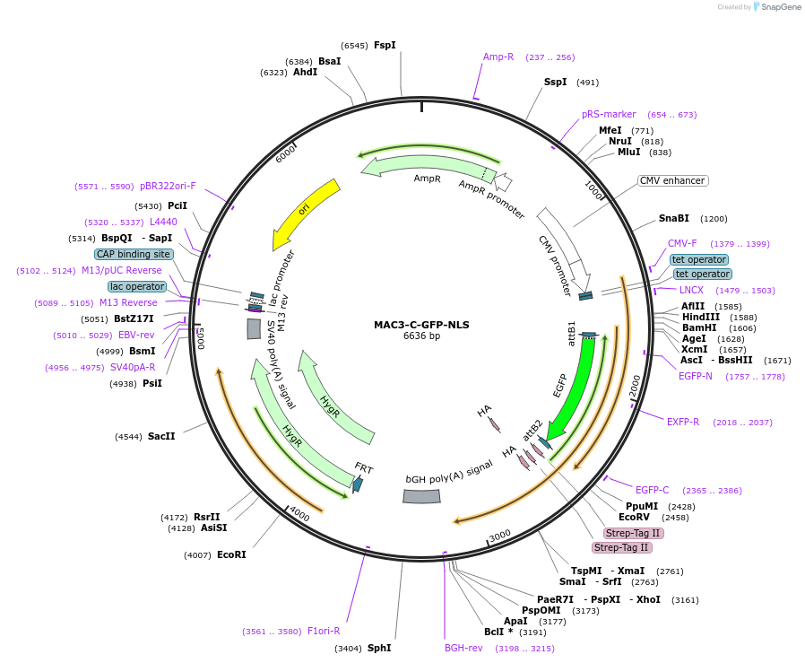 222604-plasmid-map-sequence-id-441395
