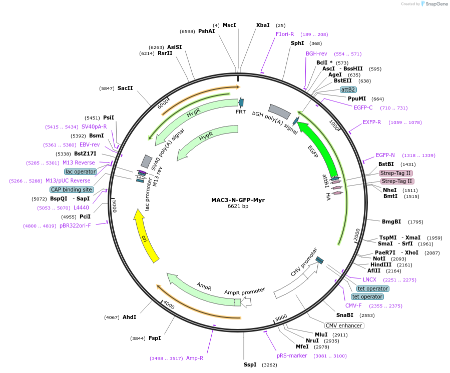 222608-plasmid-map-sequence-id-441396