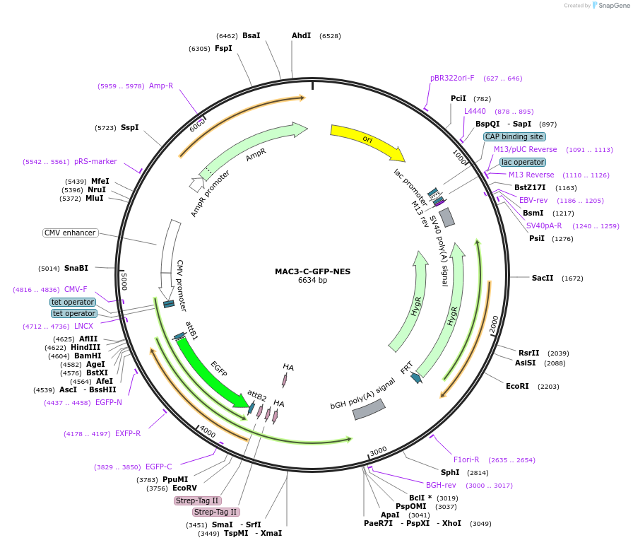 222603-plasmid-map-sequence-id-441398