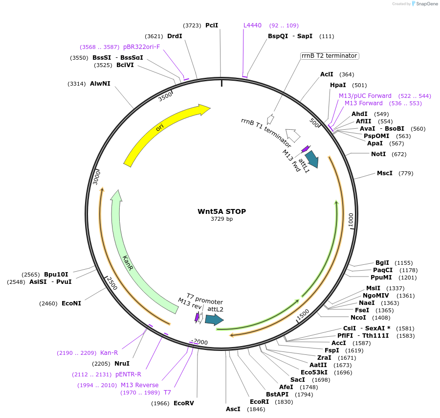35874-plasmid-map-sequence-id-44140