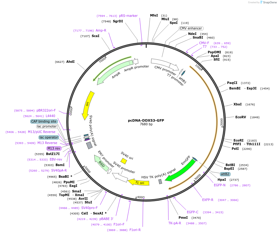 222239-plasmid-map-sequence-id-441404