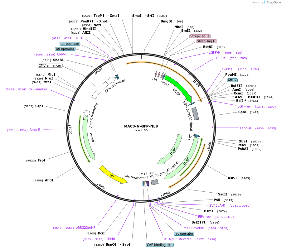 222607-plasmid-map-sequence-id-441410