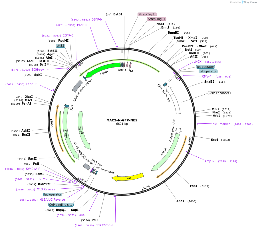 222606-plasmid-map-sequence-id-441416
